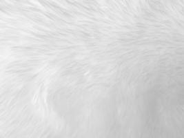 White clean wool texture background. light natural sheep wool. white seamless cotton. texture of fluffy fur for designers. close-up fragment white wool carpet... photo