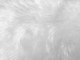 White clean wool texture background. light natural sheep wool. white seamless cotton. texture of fluffy fur for designers. close-up fragment white wool carpet... photo