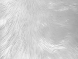 White clean wool texture background. light natural sheep wool. white seamless cotton. texture of fluffy fur for designers. close-up fragment white wool carpet... photo