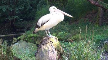 Australian Pelican - Pelecanus Conspicillatus on a tree trunk photo