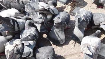 a flock of pigeons are feeding with grains on the pavement. video