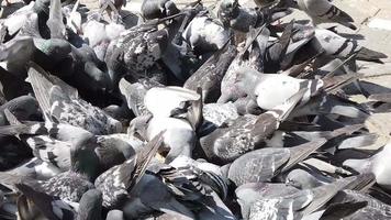 a flock of pigeons are feeding with grains on the pavement. video