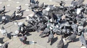 a flock of pigeons are feeding with grains on the pavement. video