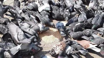 a flock of pigeons are feeding with grains on the pavement. video
