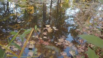 October Autumn Maple Leaf floating on water video