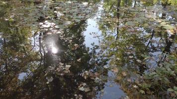 October Autumn Maple Leaf floating on water video