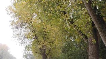 folhas de outono caindo das árvores video