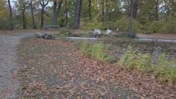 un gris garza cerca un estanque en el parque video