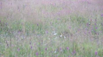 ein Feld von lila wild Blumen im Frühling Zeit video
