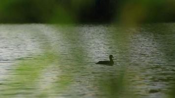 wild ducks on Danube river video