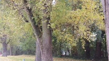 feuilles d'automne tombant des arbres video