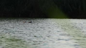 wild ducks on Danube river video