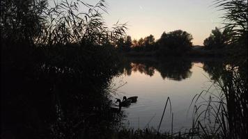 wild ducks on Danube river video