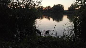 wild eenden Aan Donau rivier- video