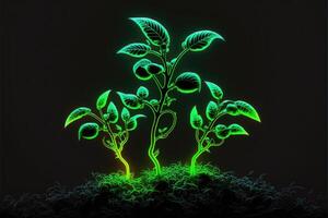 Seedlings glows in the dark green background. photo