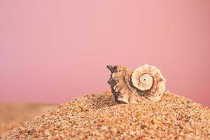 Marine swirl shell on beach sand on pink background. Vacation, travel concept. Copy space photo