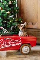 A Yorkshire terrier sits in a red toy car decorated for Christmas. New Year's card with a dog photo