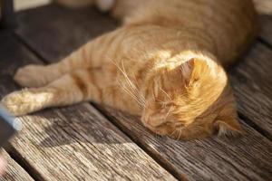 Ginger street cat sleeps on a wooden bench in the sun. photo