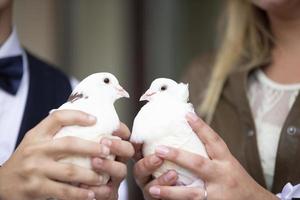 manos de el novia y novio sostener Boda blanco palomas foto