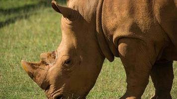 verbazingwekkend neushoorn en baby in de open. mooi bedreigd soorten video