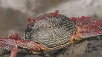 un macro Disparo de un rojo cangrejo en rocas en el canario islas video