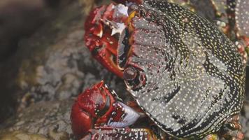 uma macro tiro do uma vermelho caranguejo em pedras dentro a canário ilhas video