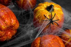 Closeup of a spider on web that covers pumpkins. Halloween banner.Spooky,scary background. photo