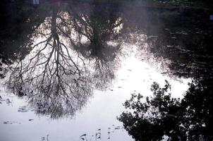 el antecedentes de el reflexión de el arboles en el agua foto