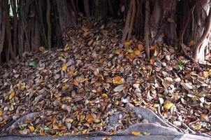 autumn leaves on the ground photo