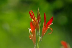 A flower that looks like a red nail. photo