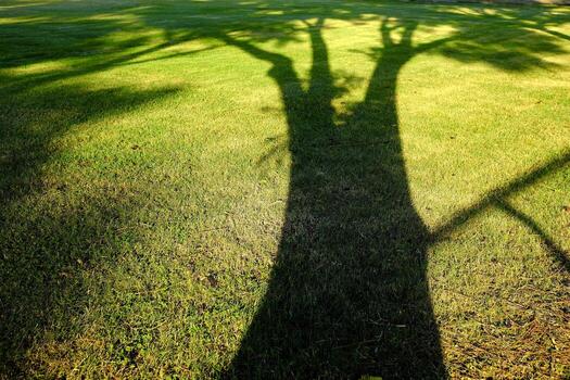 Tree Shadow on the Grass Field. photo