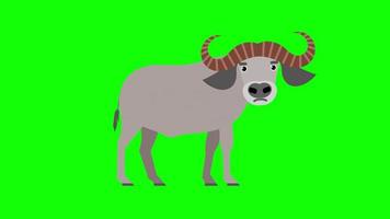 stier icoon lus animatie video transparant achtergrond met alpha kanaal.