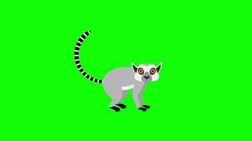 Lemur Symbol Schleife Animation Video transparent Hintergrund mit Alpha Kanal.