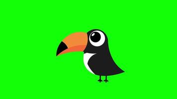 toucan fågel ikon slinga animering video transparent bakgrund med alfa kanal.