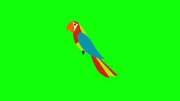 cartoon parrot bird animal icon loop Animation video transparent background with alpha channel.