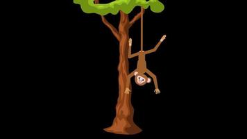 cartone animato scimmia sospeso su albero icona ciclo continuo animazione video trasparente sfondo con alfa canale.