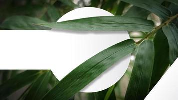 A white circle with a bamboo leaf on it is surrounded by leaves photo