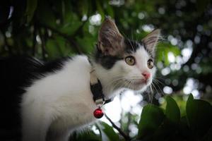 A cat with a red tag on its collar is looking up. photo