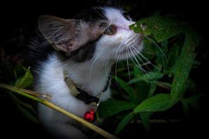 un gato vistiendo un collar con un rojo campana en él. foto