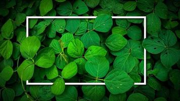 Green plants with a white frame that says'green ' photo