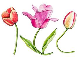 Set of watercolor tulips isolated vector