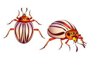 Colorado escarabajo, patata error realista a rayas parásito vector