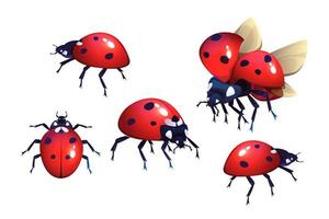 mariquita, rojo negro lugares escarabajo, volador insecto vector