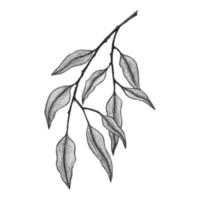Watercolor branch leaves hand drawn. Monochrome. Artistic sketch. vector