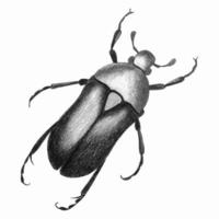 Beetle sketch watercolor  hand drawing, monochrome stylezed. vector