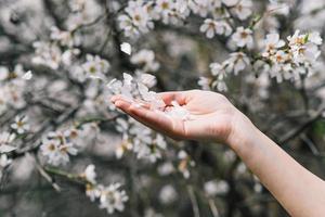 hand is holding spring flowers. flowers and hand close-up view photo