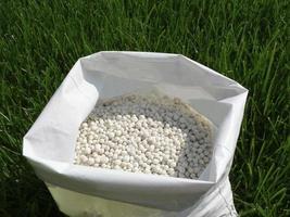 fertilizante para césped, césped, prado en un bolso de blanco gránulos en un antecedentes de verde césped. cerca arriba de mineral fertilizante gránulos usado en césped céspedes y jardines a mantener salud y crecimiento. foto