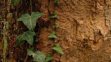 Tree bark pattern, brown natural background. Wooden textured background of tree trunk. Green ivy leaves on tree trunk in fall forest. Textured background of leaves. Selective focus. photo