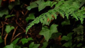 Green fern leaves, natural floral fern in fall forest. Natural thickets, floral abstract background. Perfect natural fern pattern. Beautiful background made with young green fern leaves. photo