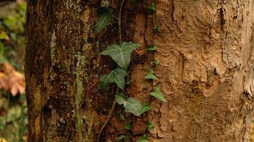 Tree bark pattern, brown natural background. Wooden textured background of tree trunk. Green ivy leaves on tree trunk in fall forest. Textured background of leaves. Selective focus. photo